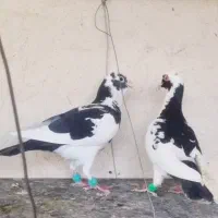 ۱۳تا کبوتر ابلغ باهم