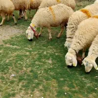 تره بار تهران عرضه گوسفند بره زنده