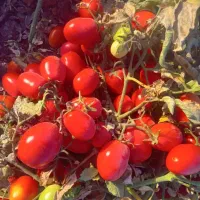 گوجه ربی درجه یک