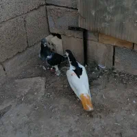 کبوتر نر|پرنده|کلاله, |دیوار
