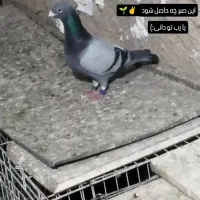 عراق اصلی
