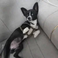 نژاد سک شی واوا|سگ|قدس, شهر‌قدس|دیوار