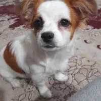 یک سگ ۶ماه  ماده. اشپیز. دستی  رام رام|سگ|سیرجان, |دیوار