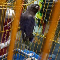 طوطی برزیلی فیشرماده ابی