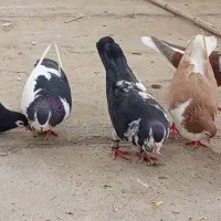 کبوتر