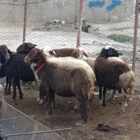 8تا میش مهربان افشاری جوان