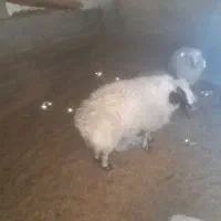 فروش یک راس بره قوچ