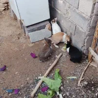 چند تا ی خرگوش عوض میکنم با مرغ