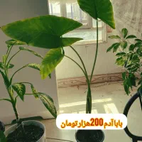 گل خانگی ارزان|گل و گیاه طبیعی|بروجرد, |دیوار