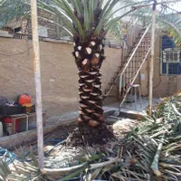 سم پاشی وهرس کردن نخل