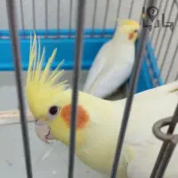 جفت عروس مولد باضمانت کتبی باقناریم معامله میکنم