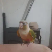 طوطی سخنگو گیرینچیک رام ،معاوضه دارم