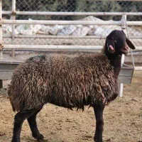 گوسفند نر همو