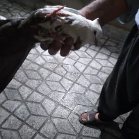 کبوتر ماده دم قهوه ای|پرنده|بروجرد, |دیوار