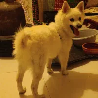 سگ پامر شیتزو یک ساله