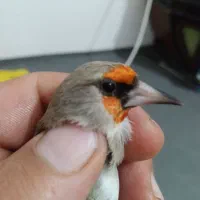 سهره کرمانی گل نارنجی