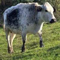 دورگ بی شاخ ۸ ماه شکم *جوان|حیوانات مزرعه|رشت, بازار|دیوار