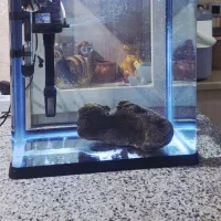 آکواریوم دلسا K390|ماهی|شیراز, دست خضر|دیوار