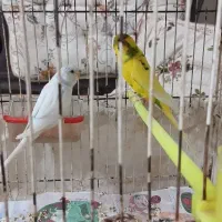 جفت مرغ عشق