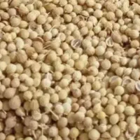 بذز گشنیز