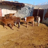 نر گوساله  گاو سمینتال