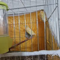 دوجفت قناری|پرنده|کرمان, |دیوار