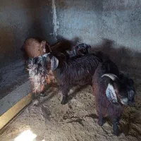 بزغاله نر چاق