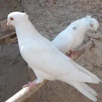 سفید چشم ونوک.سروردم سفید..سبز|پرنده|خمینی‌شهر, |دیوار