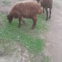 بره نر پای پرواربندی