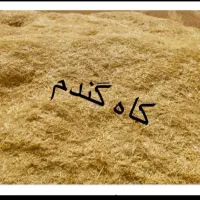 کاه خوشه گندم کردستان