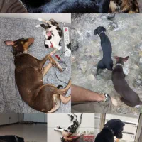 واگذاری سگ کاملا تربیت شده|سگ|تهران, سعادت‌آباد|دیوار