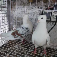 دوکت پلنگی ونباتی