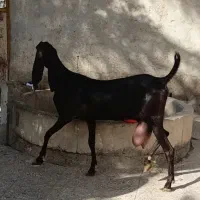 بز پاکستانی