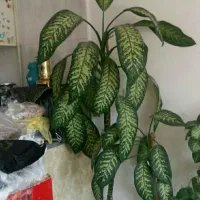 گل با گلدان بسیار شیک|گل و گیاه طبیعی|بروجرد, |دیوار