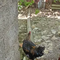 غاز|حیوانات مزرعه|رشت, آب و برق|دیوار