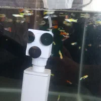 ماهی گوپی|ماهی|اصفهان, ملکشهر|دیوار