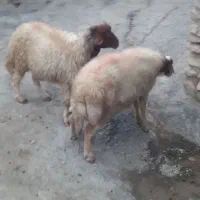 یه جفت قوچ داشی ۲ساله میش رو|حیوانات مزرعه|بوئین و میاندشت, |دیوار