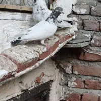کبوتر پرشی|پرنده|ارومیه, |دیوار