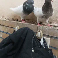 جفت کله سبز