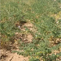 چیدن نخود دسکته