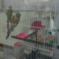 دوعدد گرین چیک|پرنده|مشهد, رضاییه|دیوار