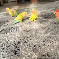 طوطی برزیلی