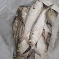 فروش صبورتازه