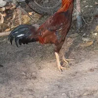 خروس‌لاری|حیوانات مزرعه|ثمرین, |دیوار