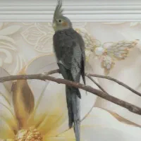عروس هلندی