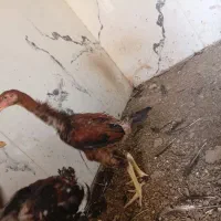 میش چاق