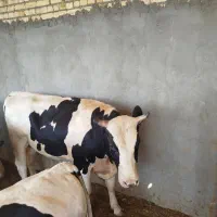 گوساله چاق