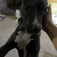 یک پیتبول مشکی گمشده