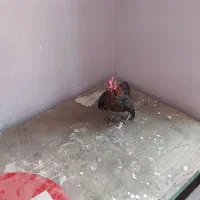 خروس مینیاتوری.معاوضه با بوقلمون ماده