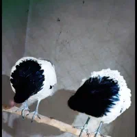 تخم نطفه دار و جوجه اپنزلر،ورورک،لاکنولدر آلمانی|حیوانات مزرعه|مشهد, موعود|دیوار